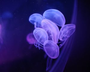 Preview wallpaper jellyfish, water, transparent, blue