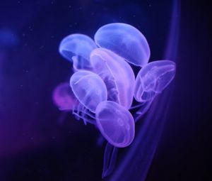 Preview wallpaper jellyfish, water, transparent, blue