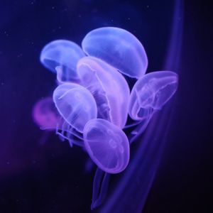 Preview wallpaper jellyfish, water, transparent, blue