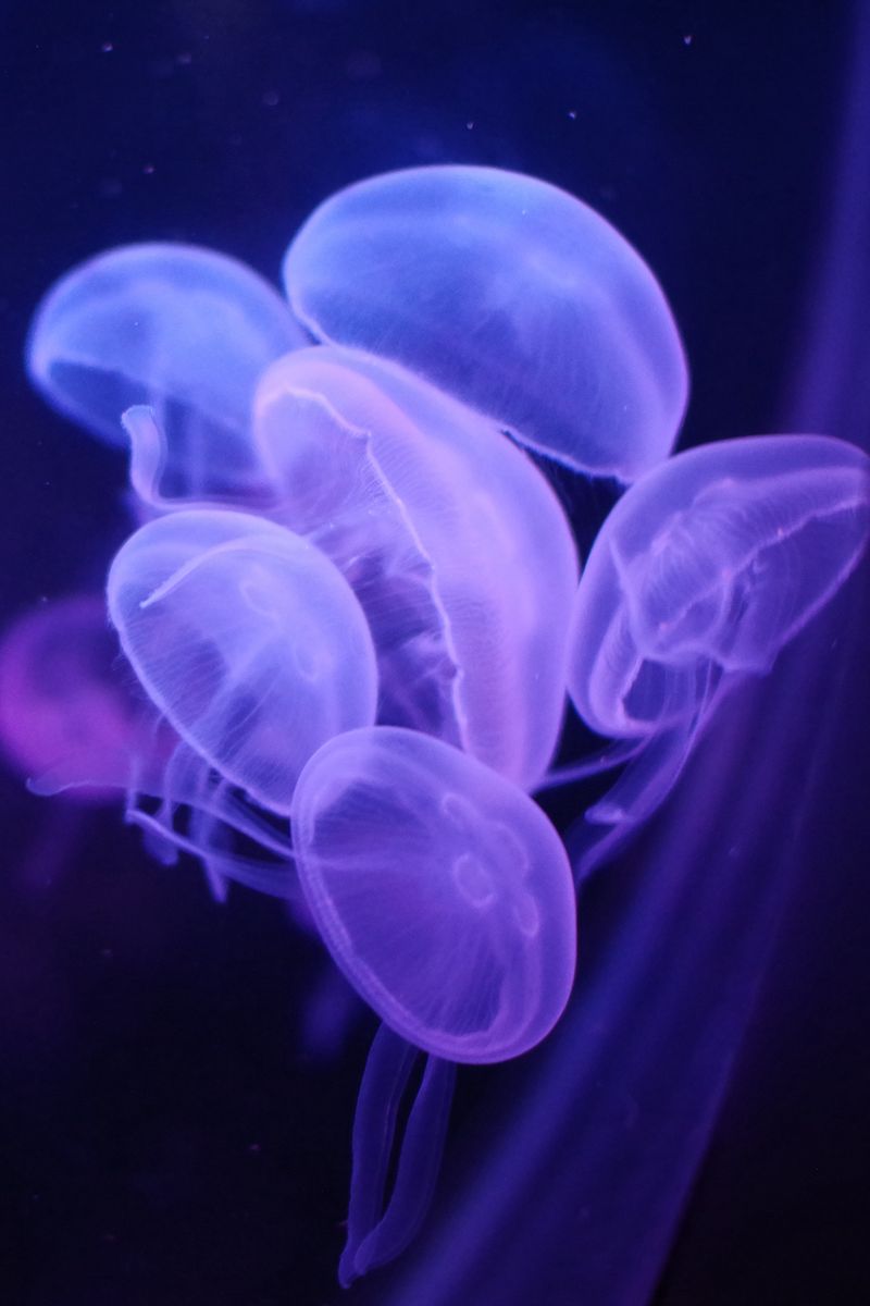 800x1200 Wallpaper jellyfish, water, transparent, blue
