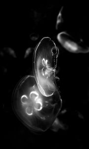 Preview wallpaper jellyfish, water, under water, bw