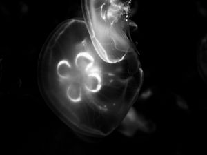 Preview wallpaper jellyfish, water, under water, bw
