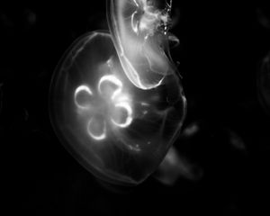 Preview wallpaper jellyfish, water, under water, bw