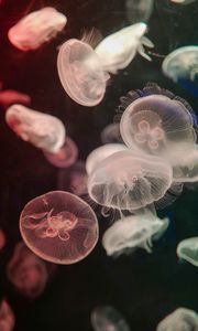 Preview wallpaper jellyfish, water, underwater, tentacle