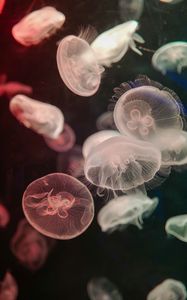 Preview wallpaper jellyfish, water, underwater, tentacle