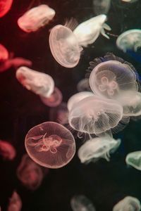 Preview wallpaper jellyfish, water, underwater, tentacle