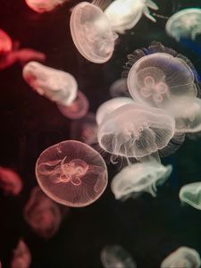 Preview wallpaper jellyfish, water, underwater, tentacle