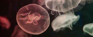 Preview wallpaper jellyfish, water, underwater, tentacle