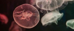 Preview wallpaper jellyfish, water, underwater, tentacle