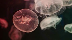 Preview wallpaper jellyfish, water, underwater, tentacle