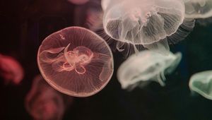 Preview wallpaper jellyfish, water, underwater, tentacle