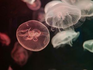 Preview wallpaper jellyfish, water, underwater, tentacle