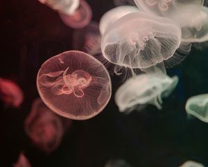 Preview wallpaper jellyfish, water, underwater, tentacle