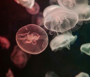 Preview wallpaper jellyfish, water, underwater, tentacle