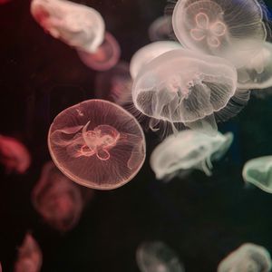 Preview wallpaper jellyfish, water, underwater, tentacle