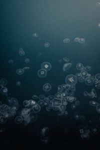 Preview wallpaper jellyfish, water, underwater, gray