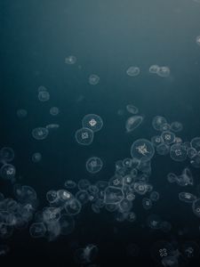 Preview wallpaper jellyfish, water, underwater, gray
