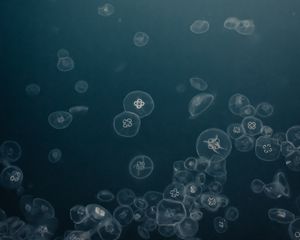 Preview wallpaper jellyfish, water, underwater, gray