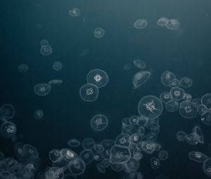 Preview wallpaper jellyfish, water, underwater, gray