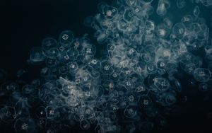 Preview wallpaper jellyfish, water, underwater, macro