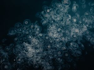 Preview wallpaper jellyfish, water, underwater, macro