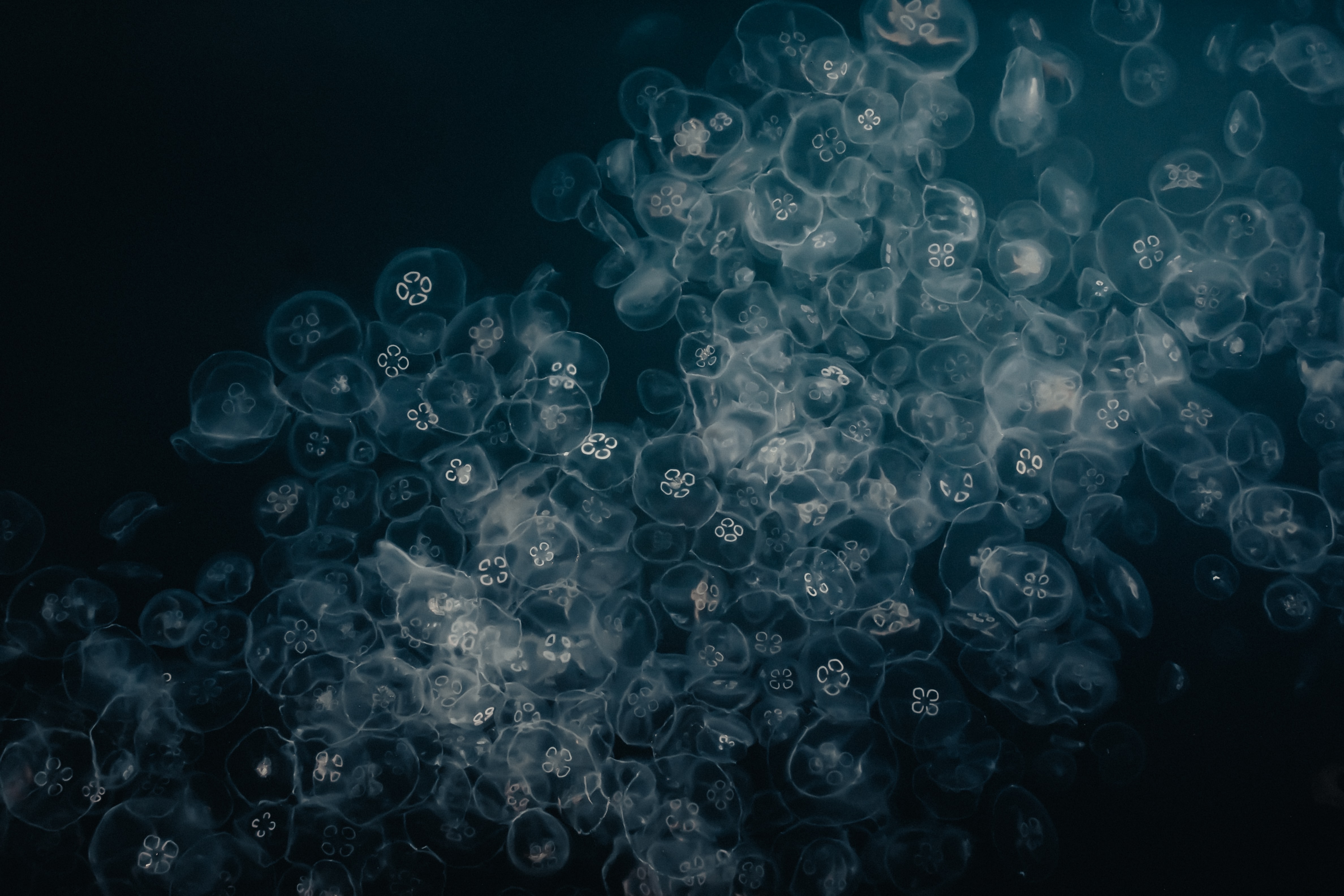 Download wallpaper 4752x3168 jellyfish, water, underwater, macro hd