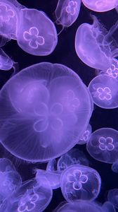 Preview wallpaper jellyfish, water, underwater, purple