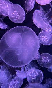 Preview wallpaper jellyfish, water, underwater, purple