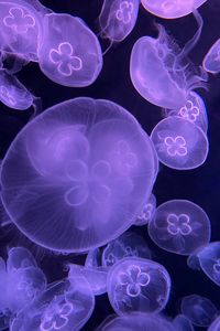 Preview wallpaper jellyfish, water, underwater, purple