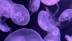 Preview wallpaper jellyfish, water, underwater, purple