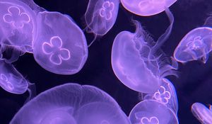 Preview wallpaper jellyfish, water, underwater, purple