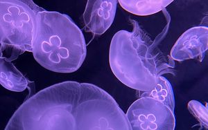 Preview wallpaper jellyfish, water, underwater, purple