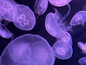 Preview wallpaper jellyfish, water, underwater, purple