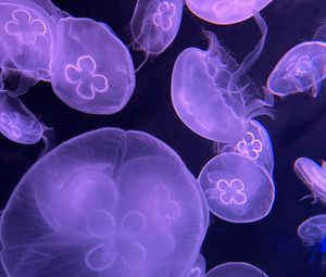 Preview wallpaper jellyfish, water, underwater, purple