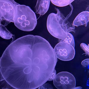 Preview wallpaper jellyfish, water, underwater, purple