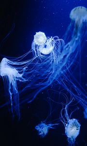 Preview wallpaper jellyfish, water, underwater, macro, blue