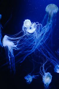 Preview wallpaper jellyfish, water, underwater, macro, blue