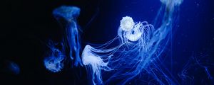 Preview wallpaper jellyfish, water, underwater, macro, blue