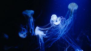 Preview wallpaper jellyfish, water, underwater, macro, blue