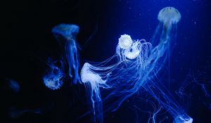 Preview wallpaper jellyfish, water, underwater, macro, blue