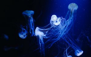 Preview wallpaper jellyfish, water, underwater, macro, blue