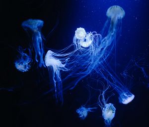 Preview wallpaper jellyfish, water, underwater, macro, blue