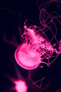 Preview wallpaper jellyfish, water, underwater, macro, pink