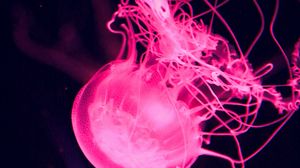 Preview wallpaper jellyfish, water, underwater, macro, pink