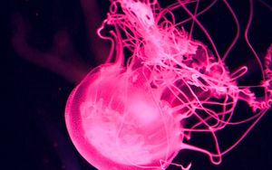 Preview wallpaper jellyfish, water, underwater, macro, pink