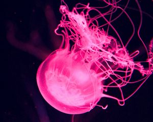 Preview wallpaper jellyfish, water, underwater, macro, pink