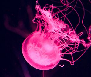 Preview wallpaper jellyfish, water, underwater, macro, pink