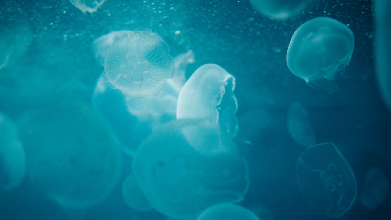 Wallpaper jellyfish, water, underwater, glow, blue, macro