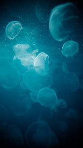 Preview wallpaper jellyfish, water, underwater, glow, blue, macro