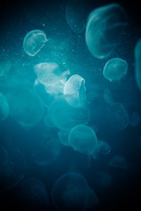 Preview wallpaper jellyfish, water, underwater, glow, blue, macro